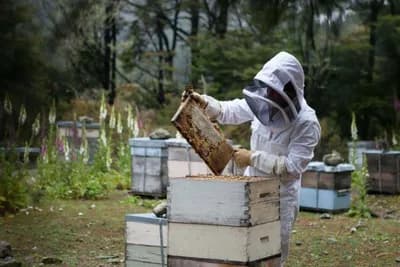 Septembar u pčelinjaku - Dobro pripremite pčele za zimu!
