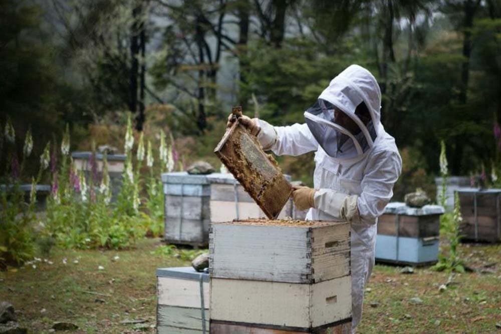 Jedna od najgorih pčelarskih sezona u Republici Srpskoj