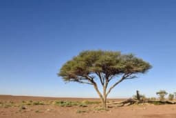 Satelitski snimak otkrio afričke pustinje ispunjene milijardama drveća