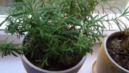 Ruzmarin u saksiji - Savjeti za uspiješno gajenje