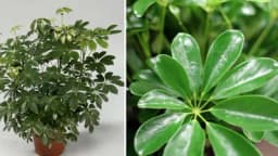 Šeflera - Savjeti za njegu ove sobne ljepotice