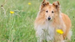 10 načina na koje vam vaš PAS govori da vas voli