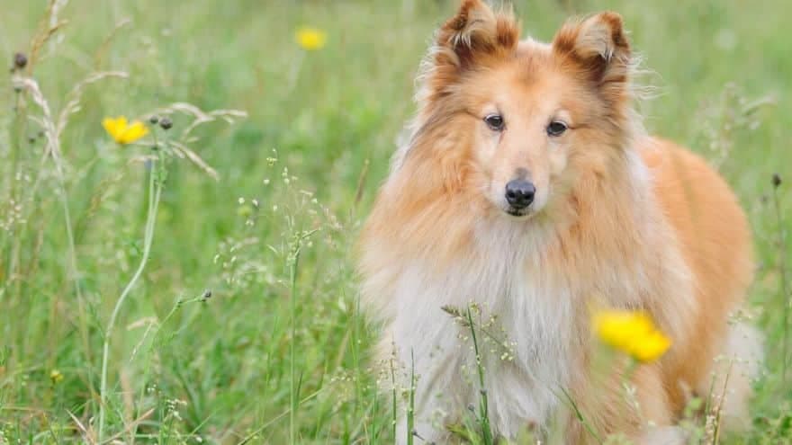 10 načina na koje vam vaš PAS govori da vas voli