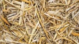 Slama kao đubrivo - Vrijedna je za naša zemljišta