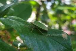 Smrdibube ne biraju usjeve - Da biste ih suzbili spriječite polaganje jaja