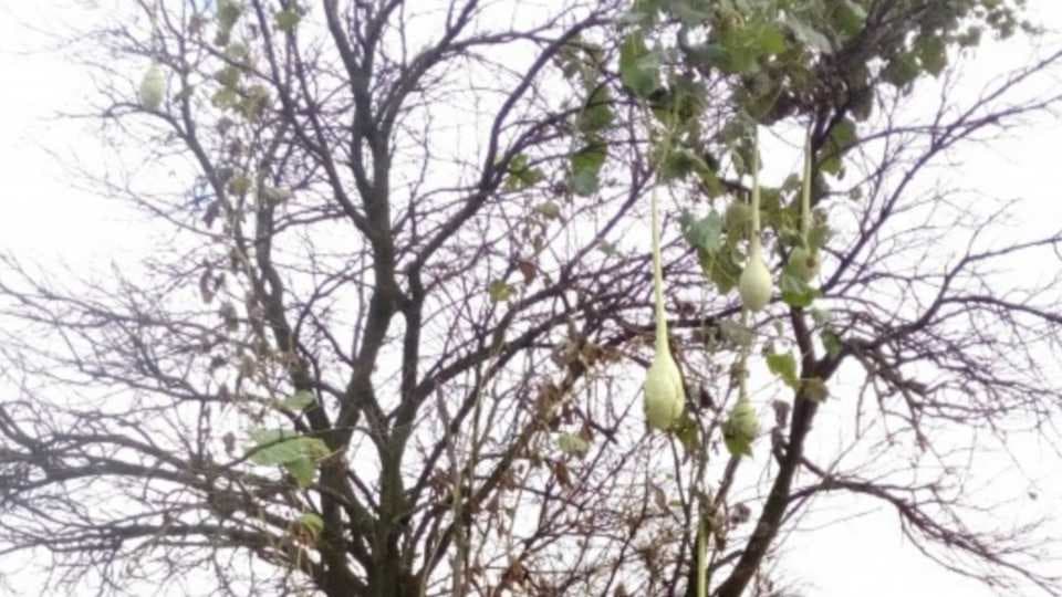 Nesvakidašnja slika iz semberske bašte