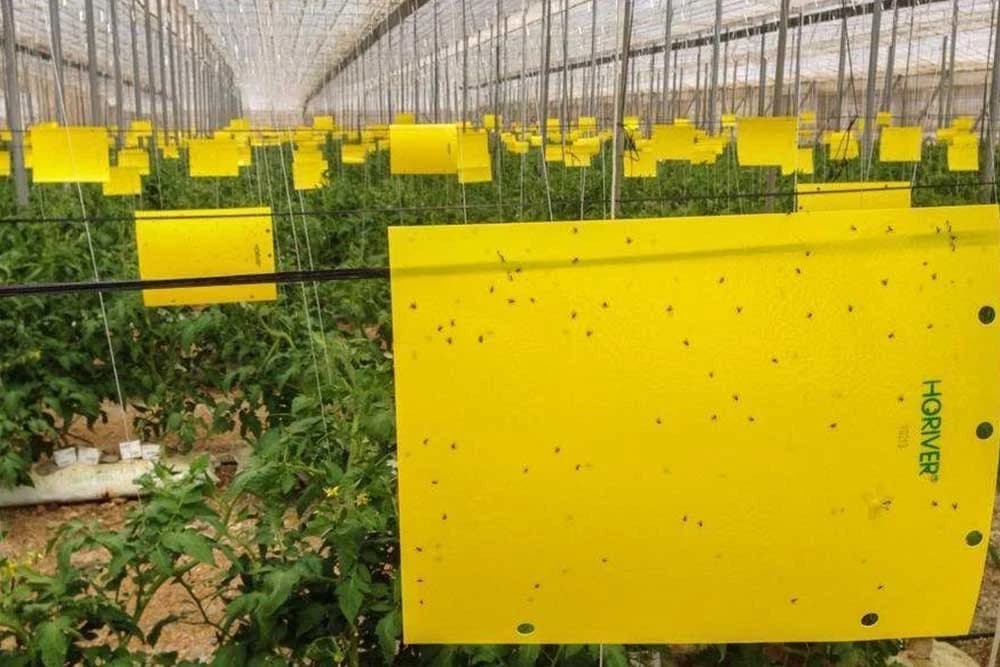 žuta-ljepoljiva-ploča