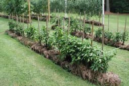 Napravite savršenu BAŠTU za povrće od BALA SIJENA