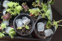 Trik sa kockicom leda koji će spasiti vaše biljke!