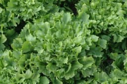 Proizvodnja endivije u plasteniku