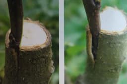 Kalemljenje pod koru - Najjednostavnija tehnika!