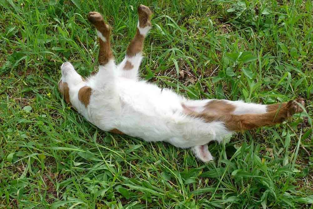 Da li ste čuli za padajuće koze?