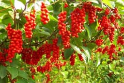 Kineski limunovac - Plod sa pet ukusa