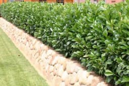 Lovorvišnja - Ograda koja je zelena i tokom zime