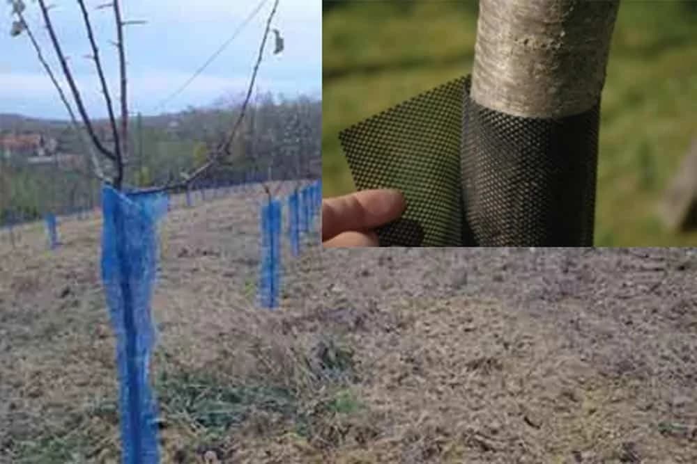 Zaštita voćaka od divljači