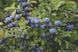 Trnjina – Plavi plodovi beru se tek nakon mraza