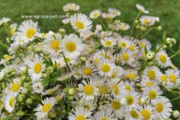 Razlozi da svako veče popijete čaj od kamilice