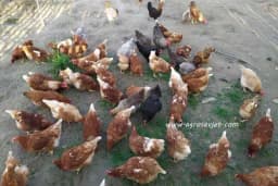 Sistemi hranjenja živine