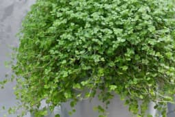 Gajenje i njega KUĆNE SREĆE - Podstiče POZITIVNU ENERGIJU u domu