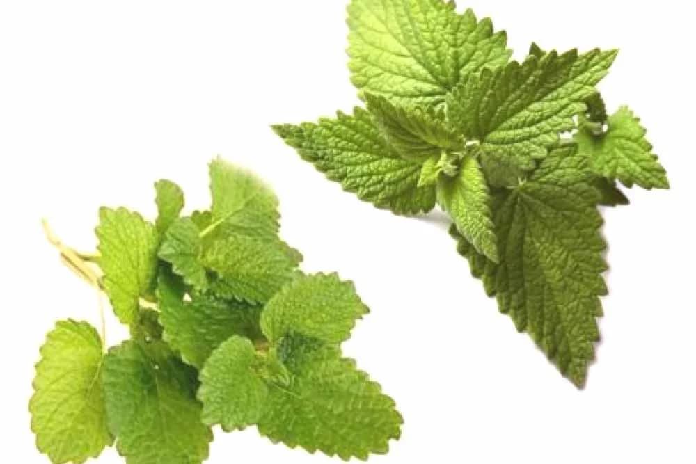 Da li znate koje su razlike između MENTE I MATIČNJAKA