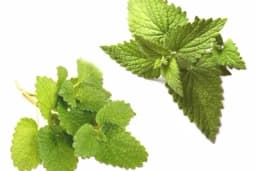 Da li znate koje su razlike između MENTE I MATIČNJAKA