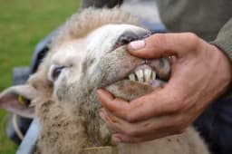 Kako odrediti starost ovaca na osnovu izgleda zuba životinje