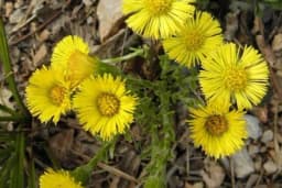 Podbjel - Protiv astme i hroničnog kašlja