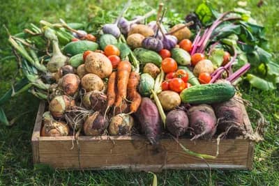 Uz pomoć ovih tehnika ubrzajte rast povrća u bašti i plasteniku