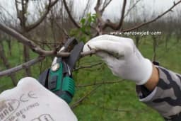 Rezidba u drugoj godini nakon sadnje