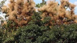 Rujevina – Spas za bubrege, prostatu i urinarne infekcije