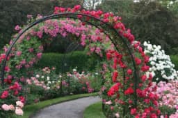 Uljepšajte svoje dvorište uz pomoć ruža