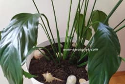 ZBOG OVE 1 GREŠKE SOBNO CVIJEĆE VAM VENE: ODMAH PRESTANITE I ONO ĆE BUJATI KAO LUDO!