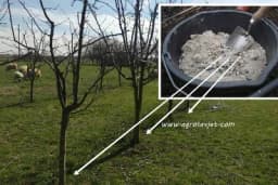 Evo kako koristiti pepeo za đubrenje voćaka