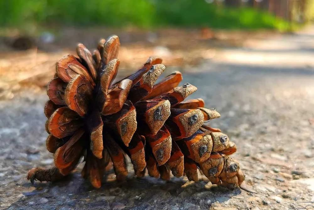 šišarka