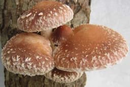 Shiitake gljive - Ukusna namirnica koja štiti imunitet i ima brojne blagodati
