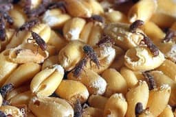 Štetni insekti uskladištenih žitarica i kukuruza