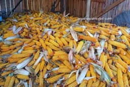 Kako pravilno uskladištiti i sačuvati kvalitet kukuruza?