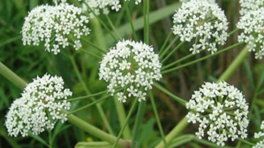 Kukuta (Conium)