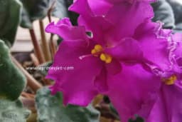 Sve što treba da znate o njezi LJUBIČICA