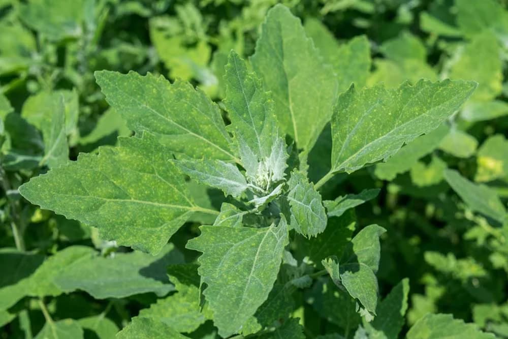 BIJELA LOBODA - Ljekoviti korov koji raste u našim baštama!