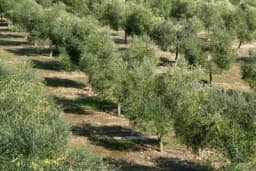 Trulo korijenje starih maslina može upropastiti nove