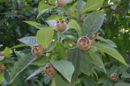 Sve o uzgoju mušmule