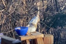 Pijana vjeverica jer... 2020. /VIDEO/