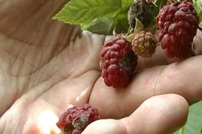 Siva trulež maline – Kako sprječiti pojavu i širenje bolesti?