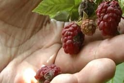 Siva trulež maline – Kako sprječiti pojavu i širenje bolesti?