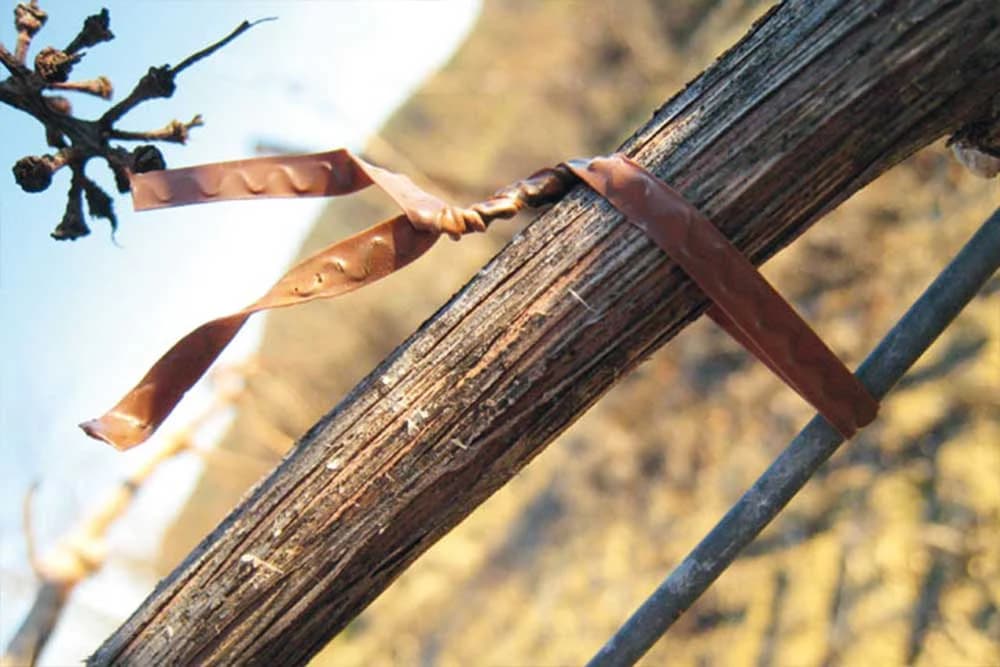 Načini vezanja vinove loze