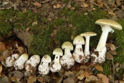 7 NAJOPASNIJIH OTROVNIH GLJIVA KOJE SE MOGU NAĆI KOD NAS