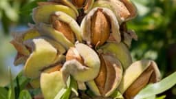 Badem – Šta je važno za uspiješan uzgoj ovog cijenjenog voća?