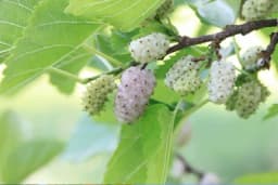 Simbolika DUDA - Vjerovanja kod nas i u svijetu