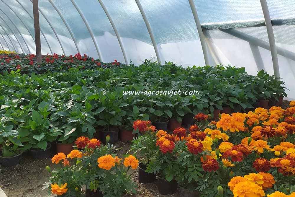 Cvijeće u plasteniku